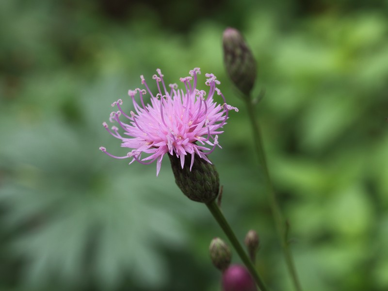 Dyer's Plumeless Saw-Wort photo 4