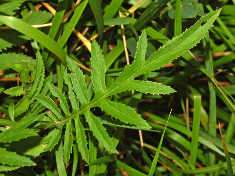 Dyer's Plumeless Saw-Wort photo 6