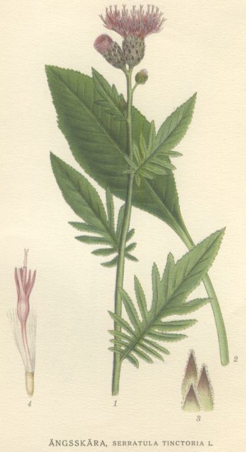 Dyer's Plumeless Saw-Wort