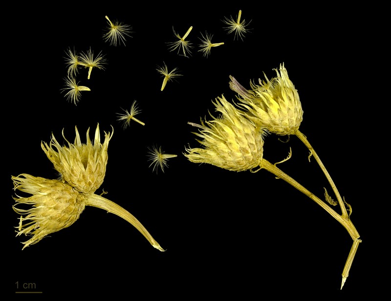 Dyer's Plumeless Saw-Wort photo 2