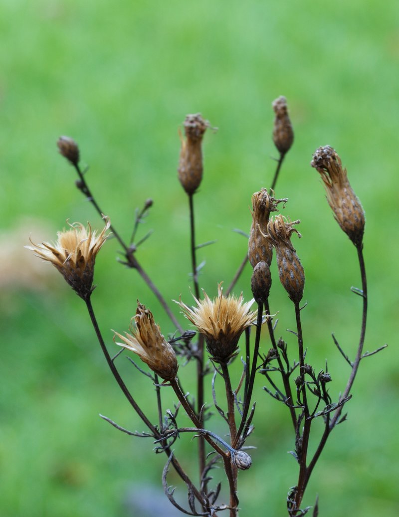 Dyer's Plumeless Saw-Wort photo 8