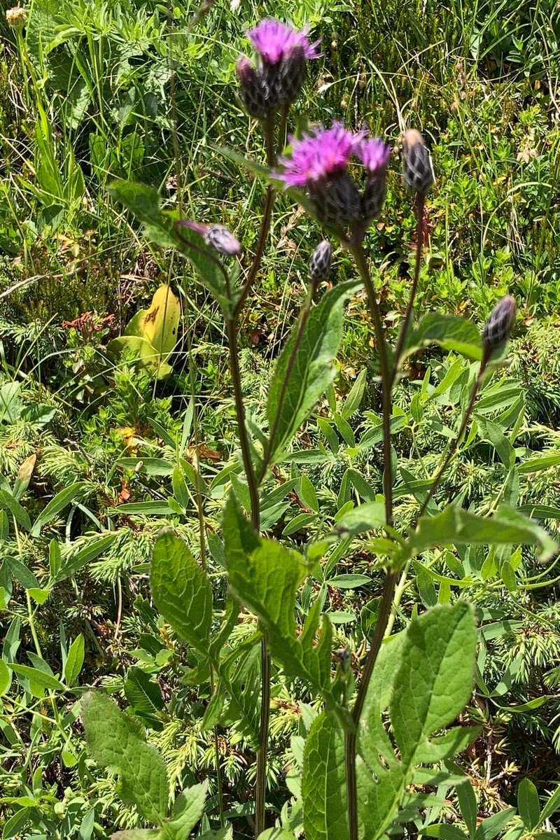 Serratula tinctoria var. alpina