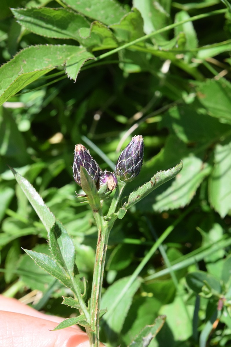 Serratula tinctoria var. alpina photo 2