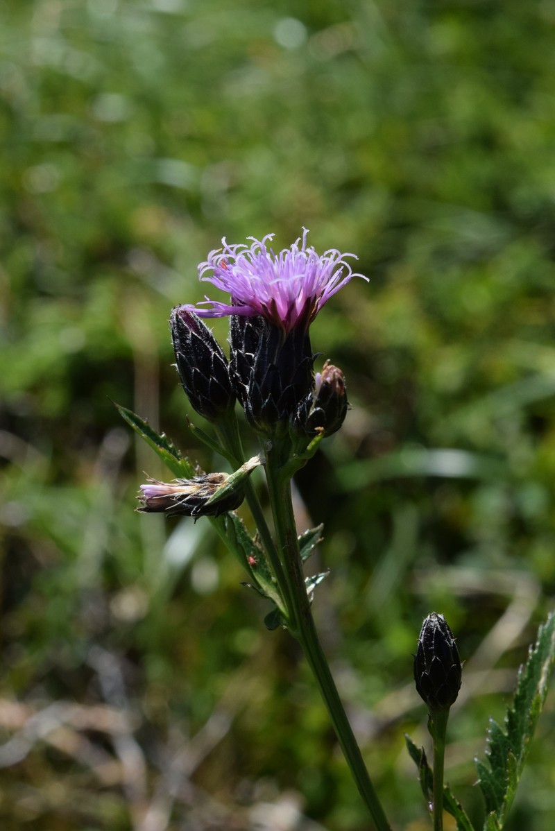 Serratula tinctoria var. alpina photo 3