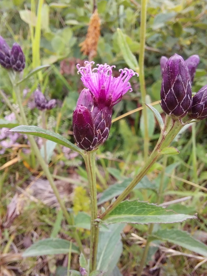 Serratula tinctoria var. alpina photo 4