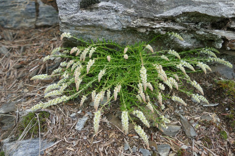 Sesamoides interrupta var. interrupta