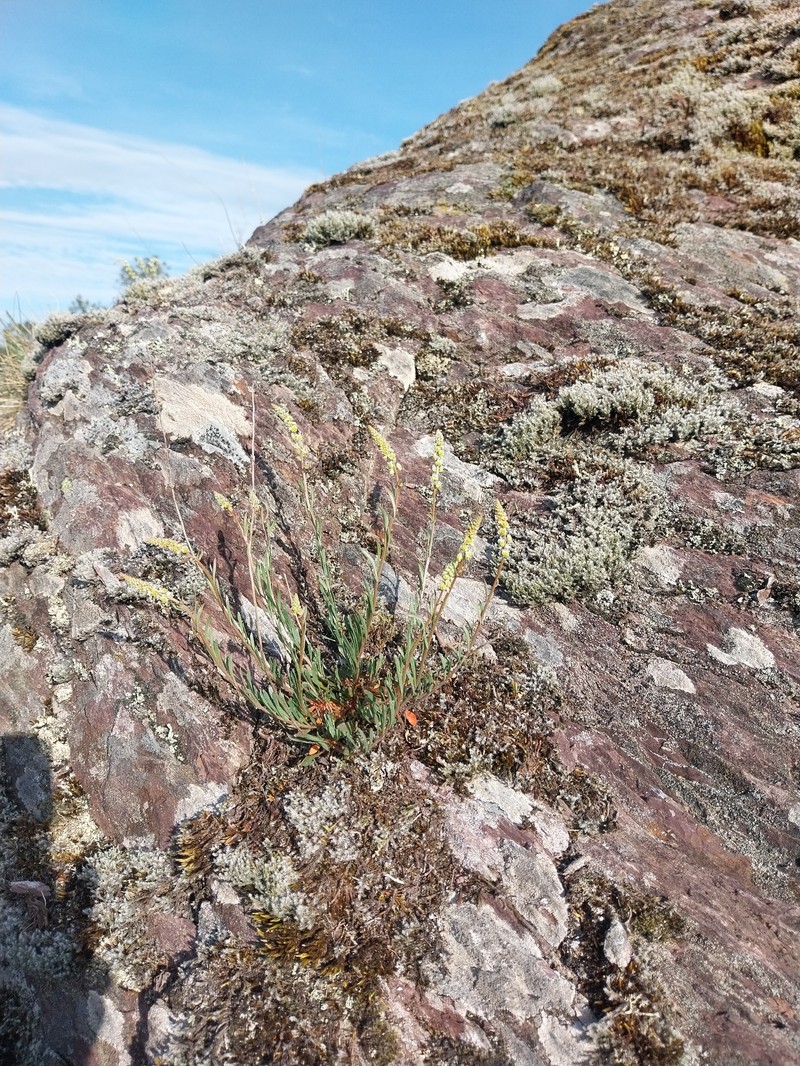 Sesamoides purpurascens subsp. purpurascens