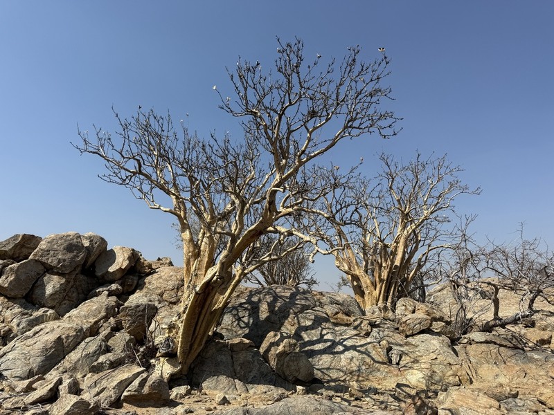 Sesamothamnus leistneri
