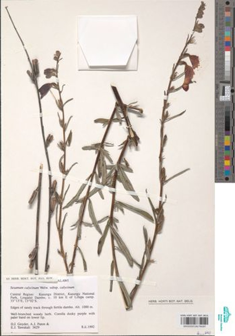Sesamum calycinum subsp. calycinum