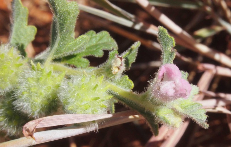 Sesamum eugeniae