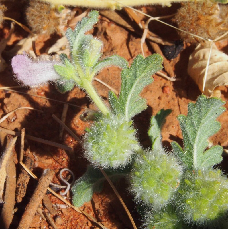 Sesamum eugeniae photo 2