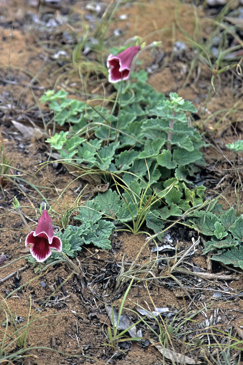 Sesamum forbesii