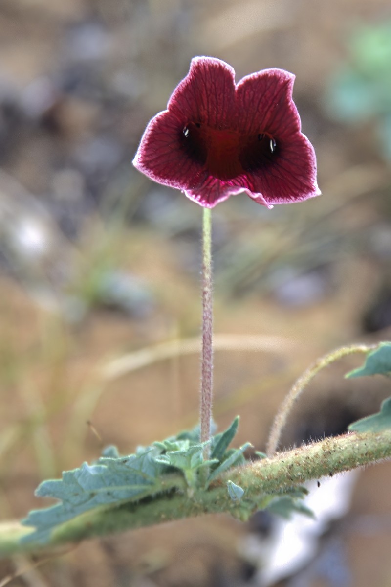 Sesamum forbesii photo 2