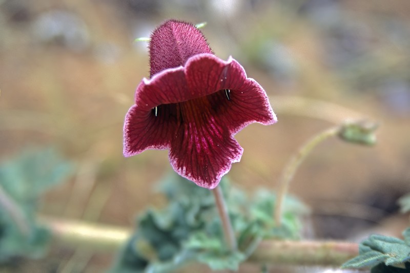 Sesamum forbesii photo 3