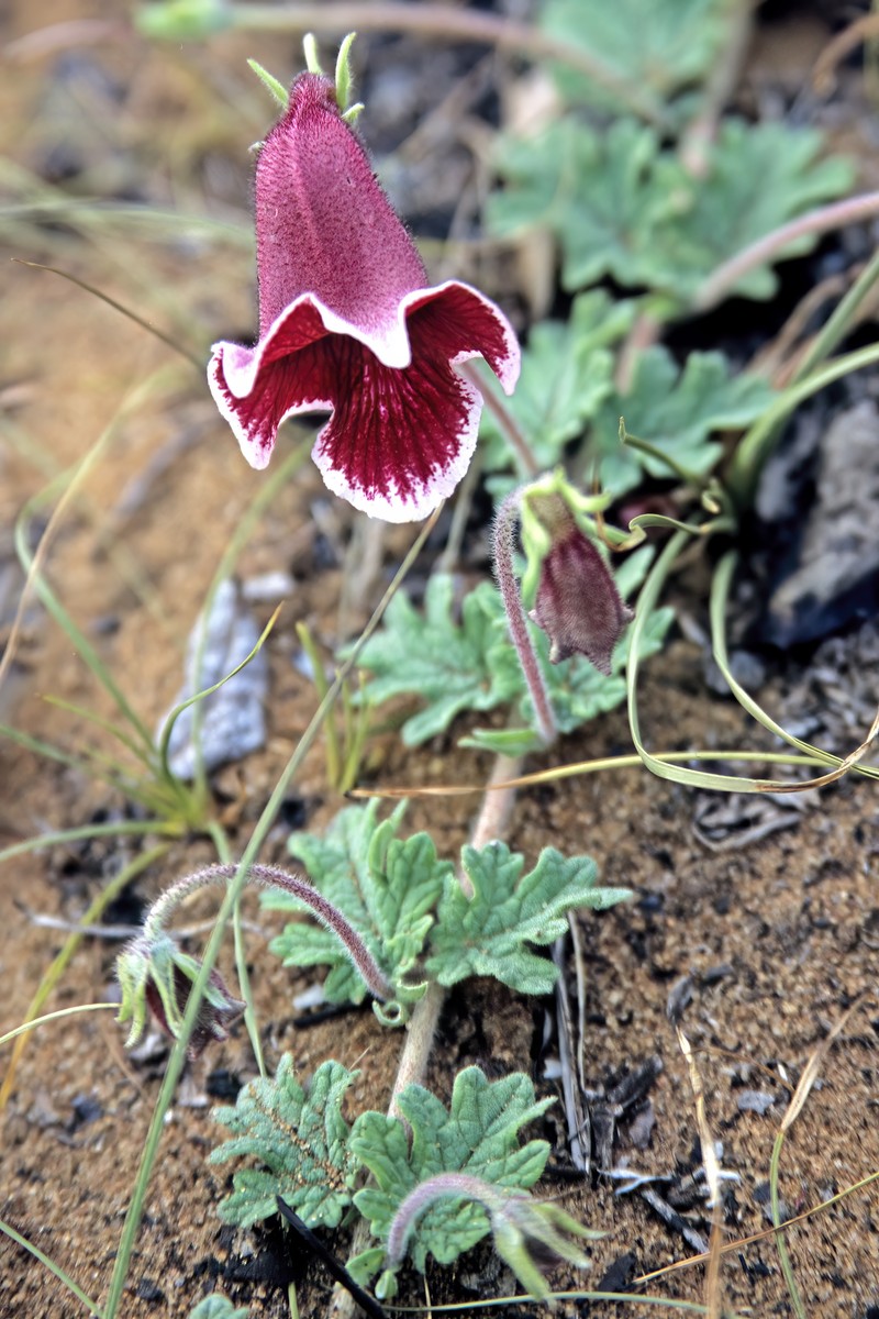 Sesamum forbesii photo 4