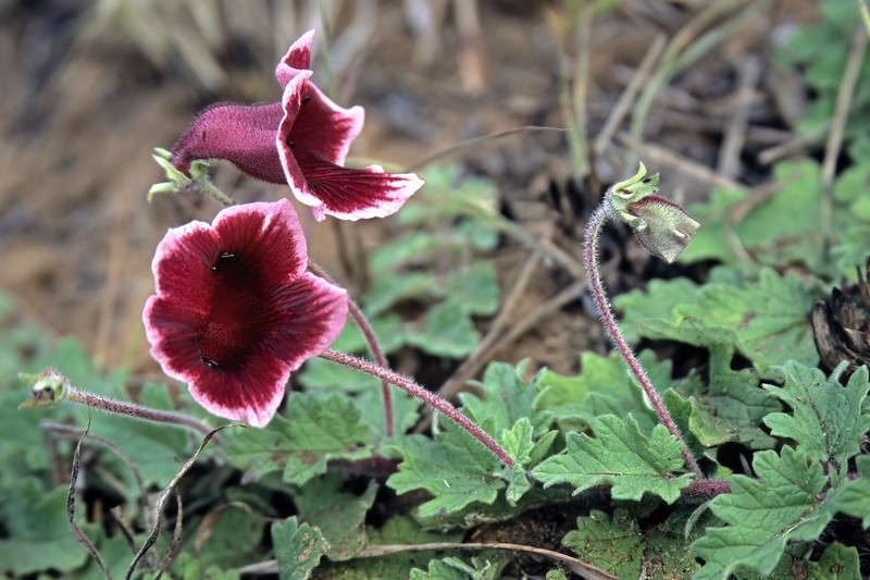 Sesamum forbesii photo 5
