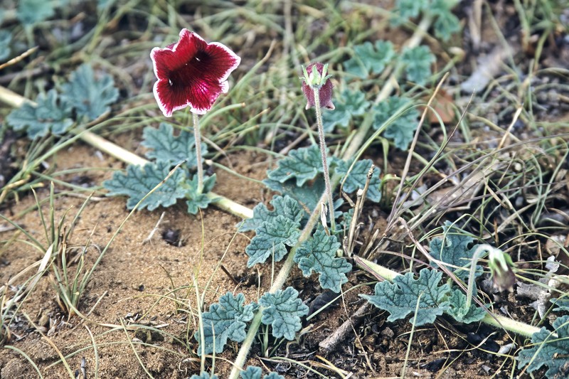 Sesamum forbesii photo 6