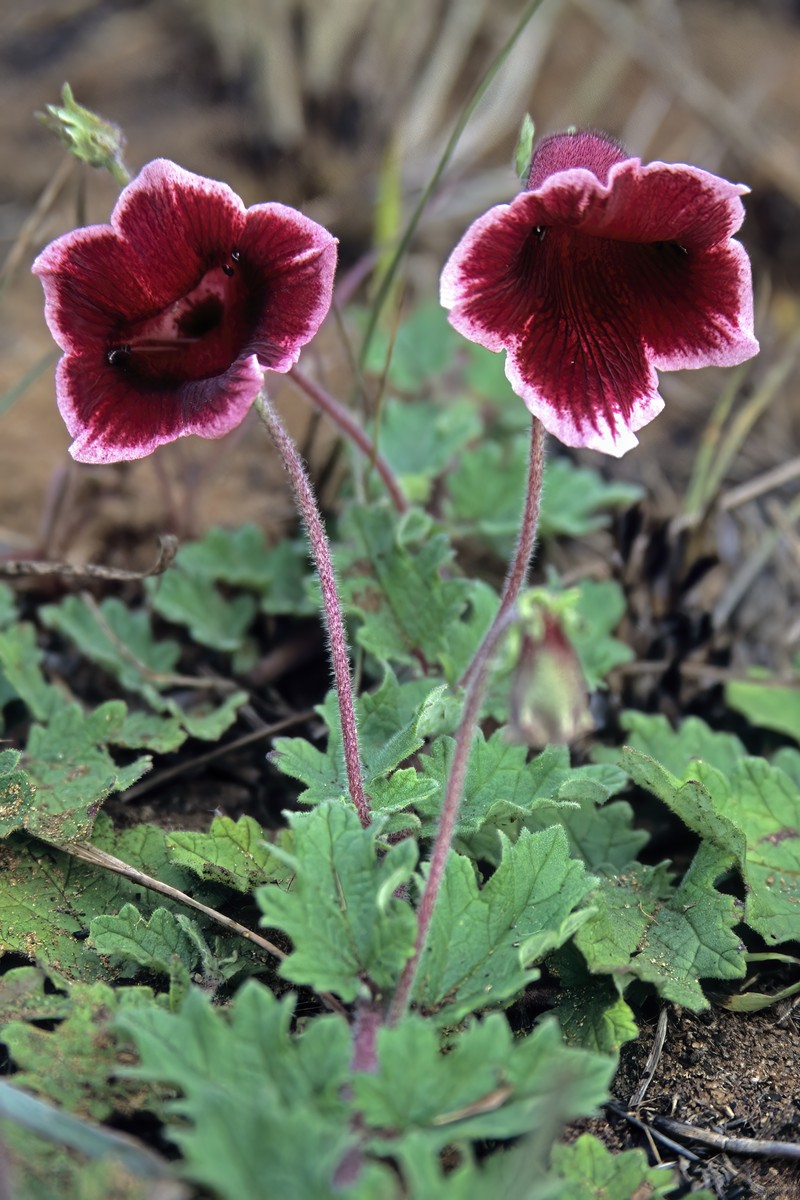 Sesamum forbesii photo 7