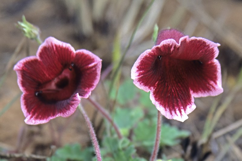 Sesamum forbesii photo 8