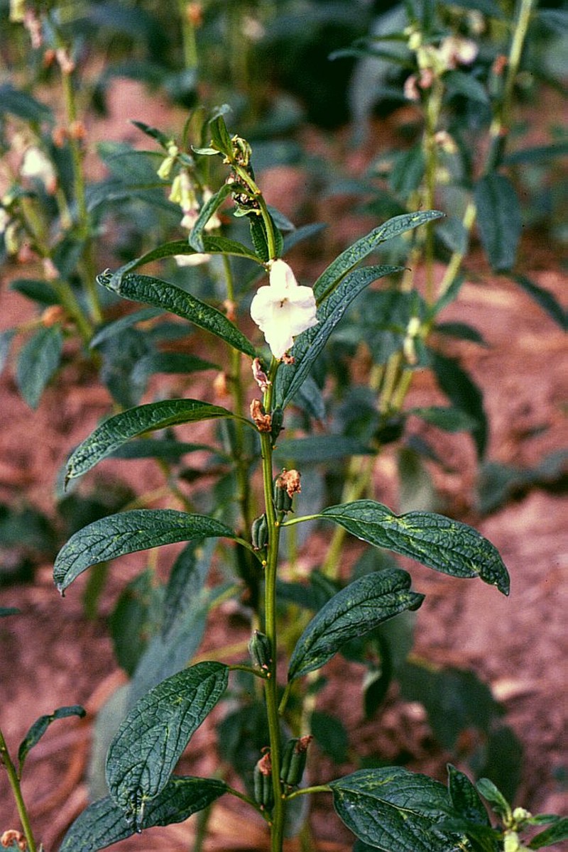 Sesame photo 4