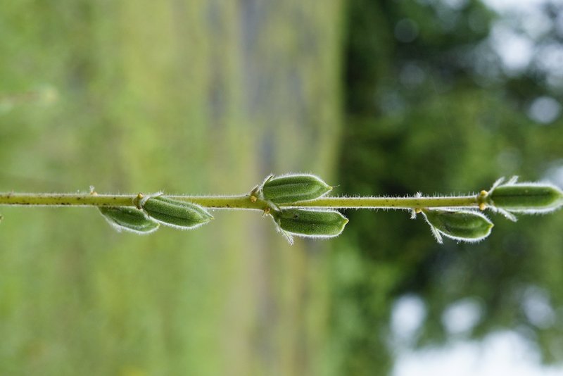 Sesame photo 5