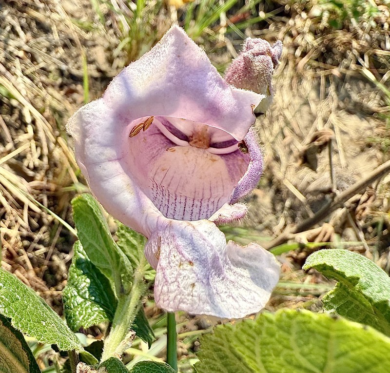 Sesamum reniforme