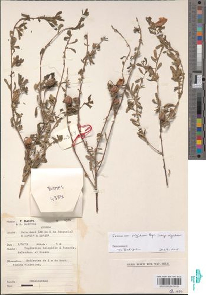 Sesamum rigidum subsp. rigidum