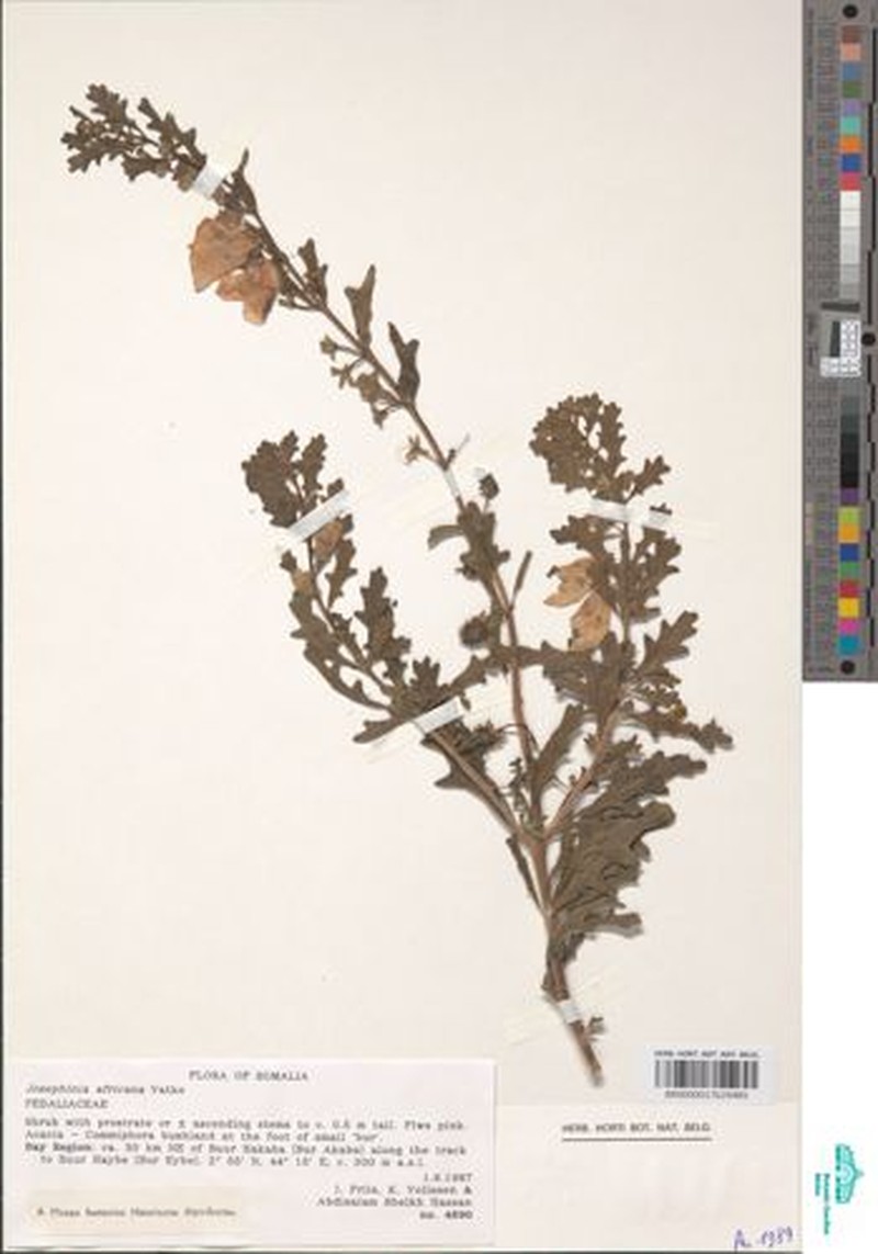 Sesamum rosaceum