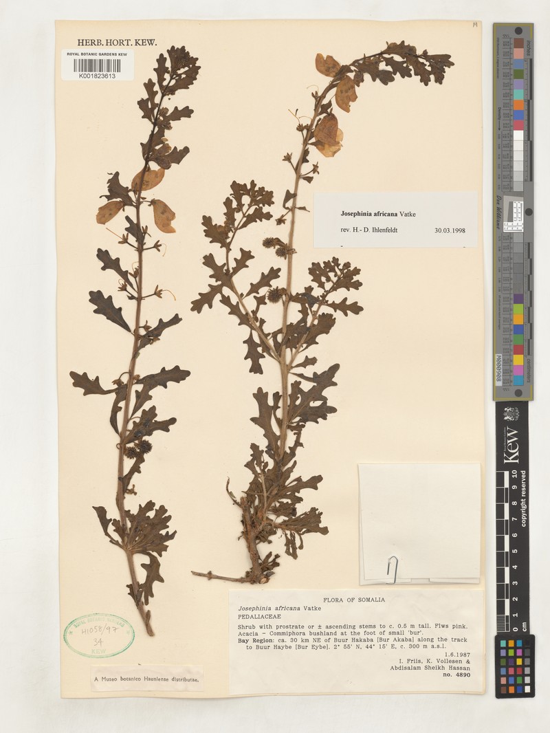 Sesamum rosaceum photo 2