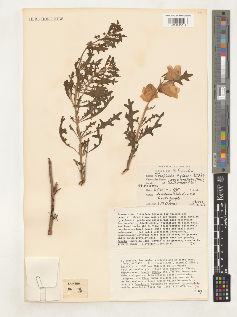 Sesamum rosaceum photo 3