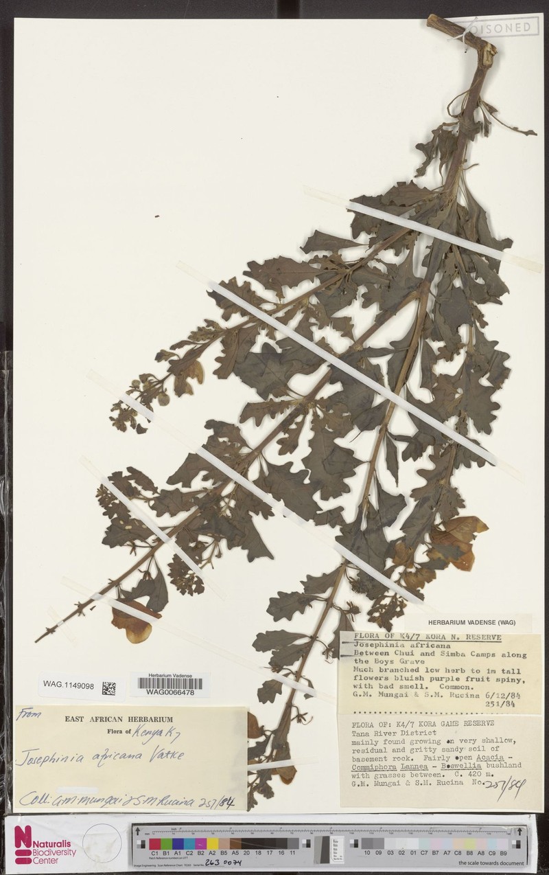 Sesamum rosaceum photo 4