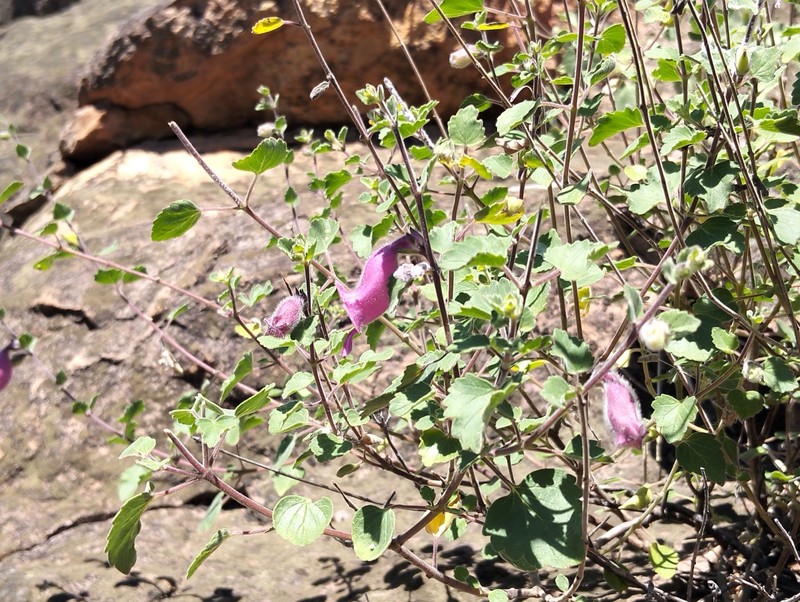 Sesamum saxicola
