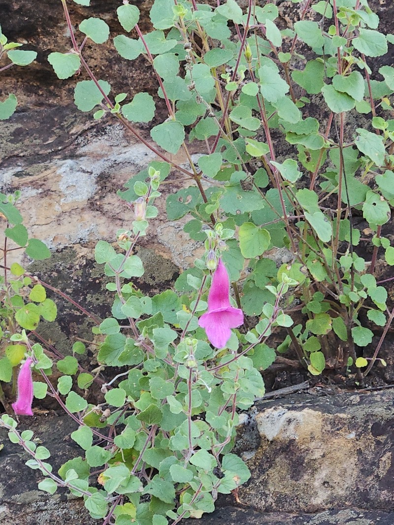 Sesamum saxicola photo 2