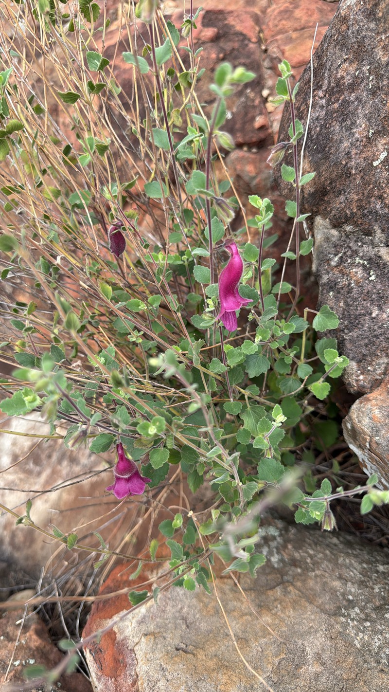 Sesamum saxicola photo 4