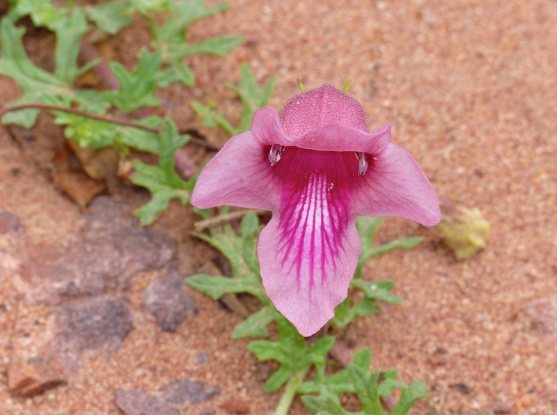 Sesamum senecioides