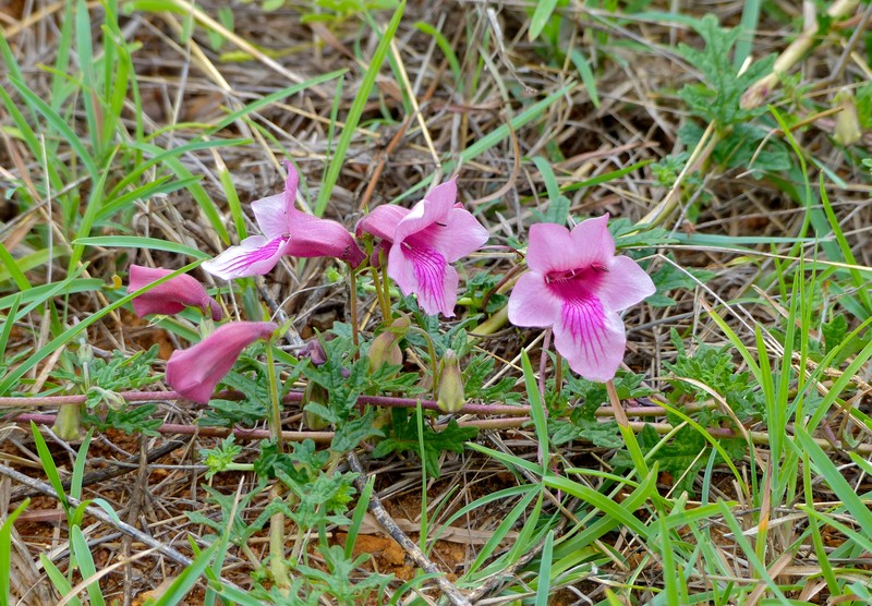 Sesamum senecioides photo 2