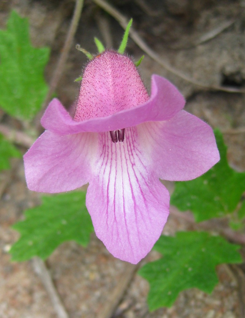 Sesamum senecioides photo 3