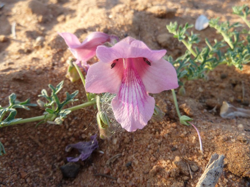 Sesamum senecioides photo 4