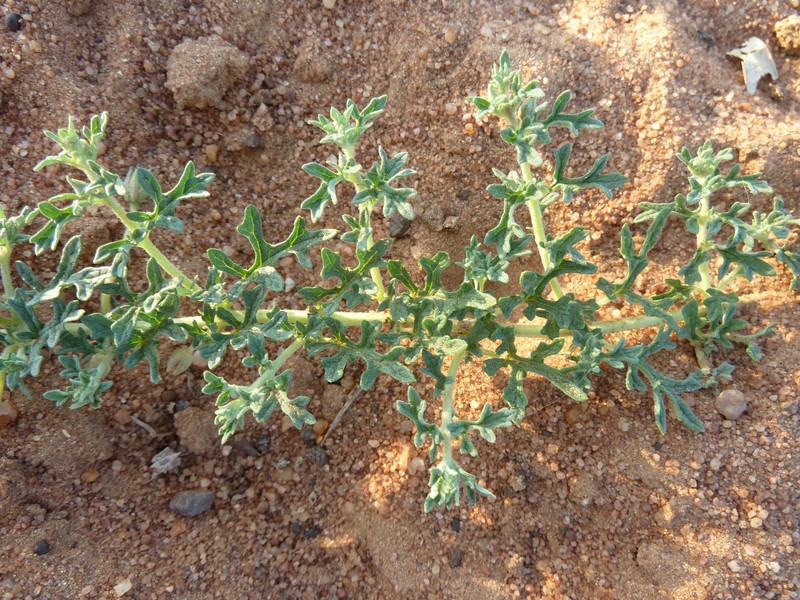 Sesamum senecioides photo 5