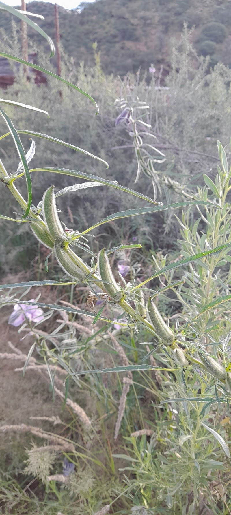 Sesamum triphyllum var. grandiflorum