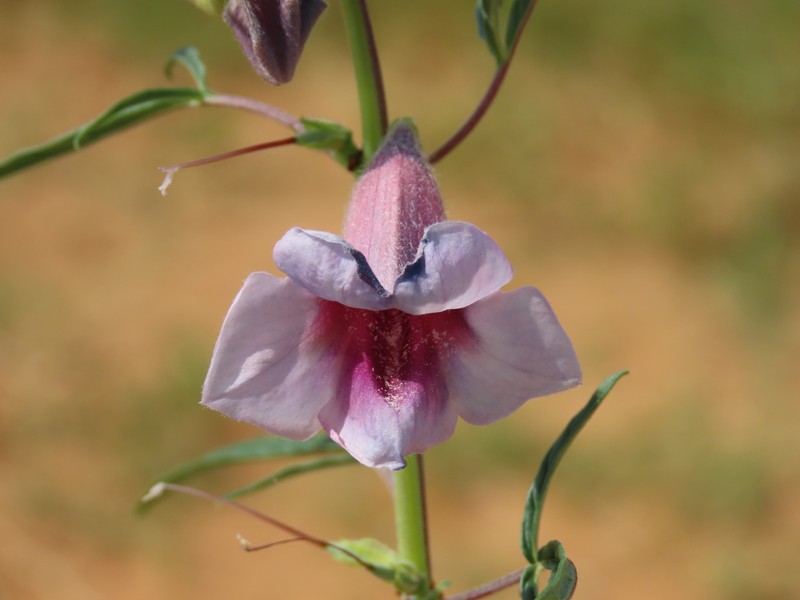 Sesamum triphyllum var. grandiflorum photo 2