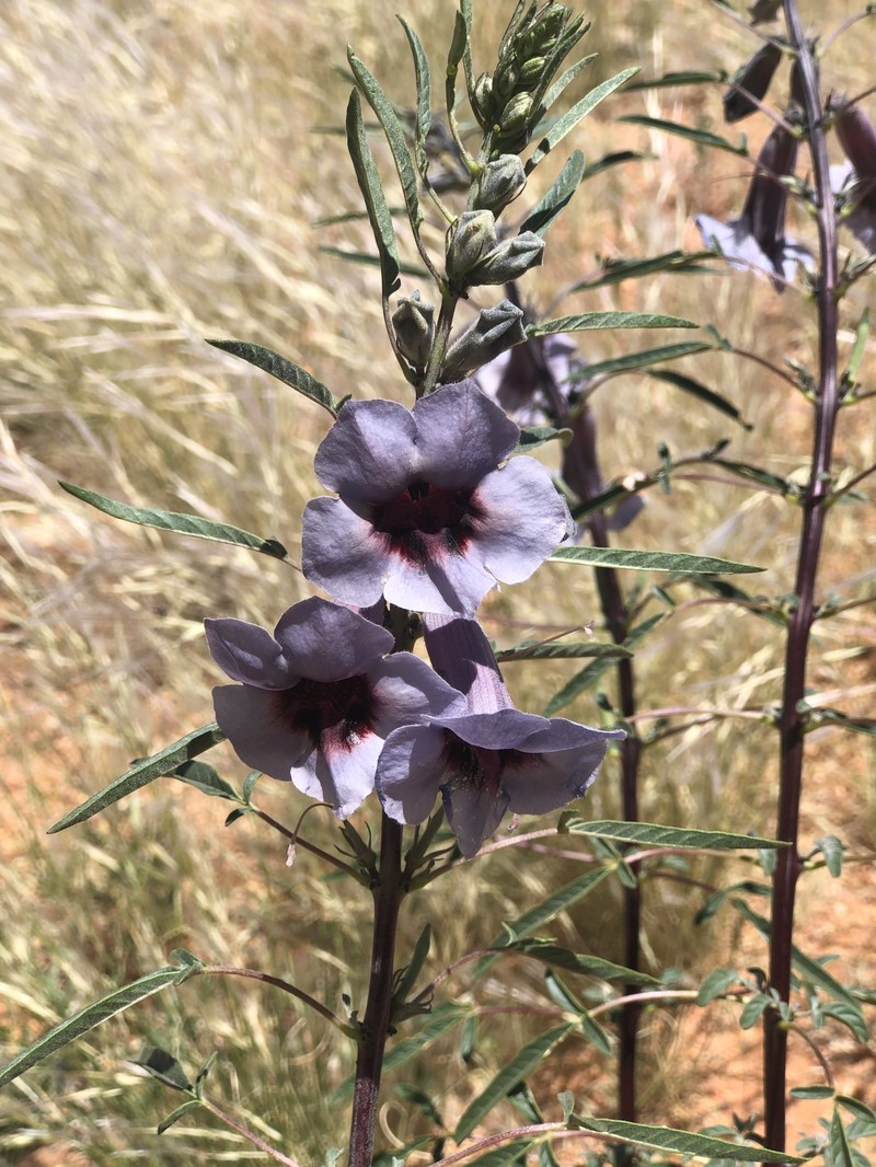 Sesamum triphyllum var. grandiflorum photo 3