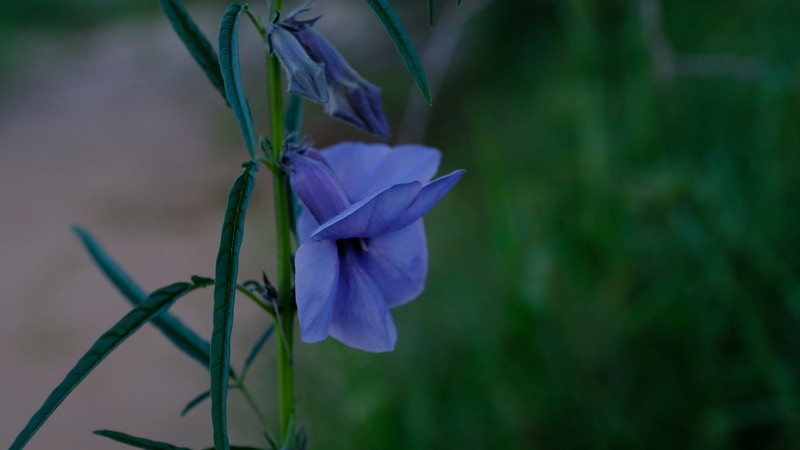 Sesamum triphyllum var. grandiflorum photo 4