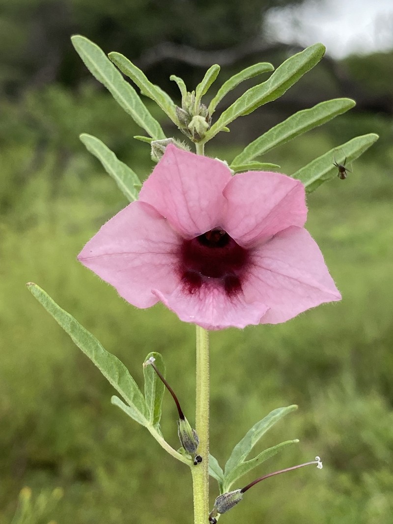 Sesamum triphyllum var. triphyllum