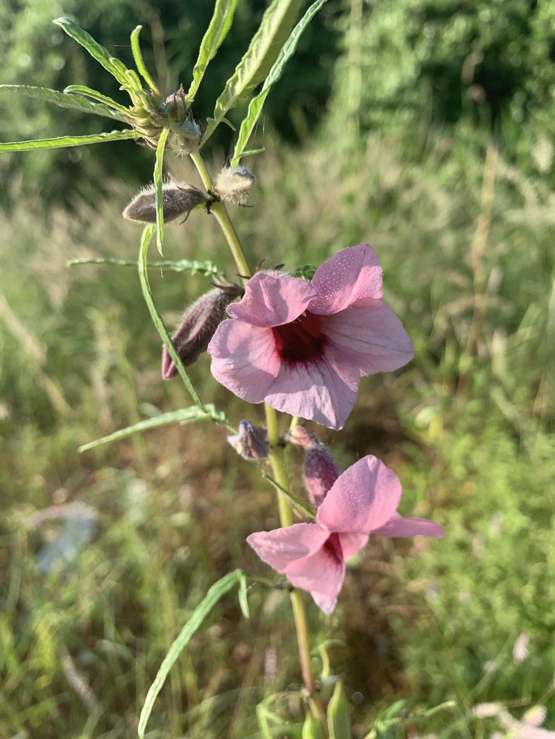 Sesamum triphyllum var. triphyllum photo 2