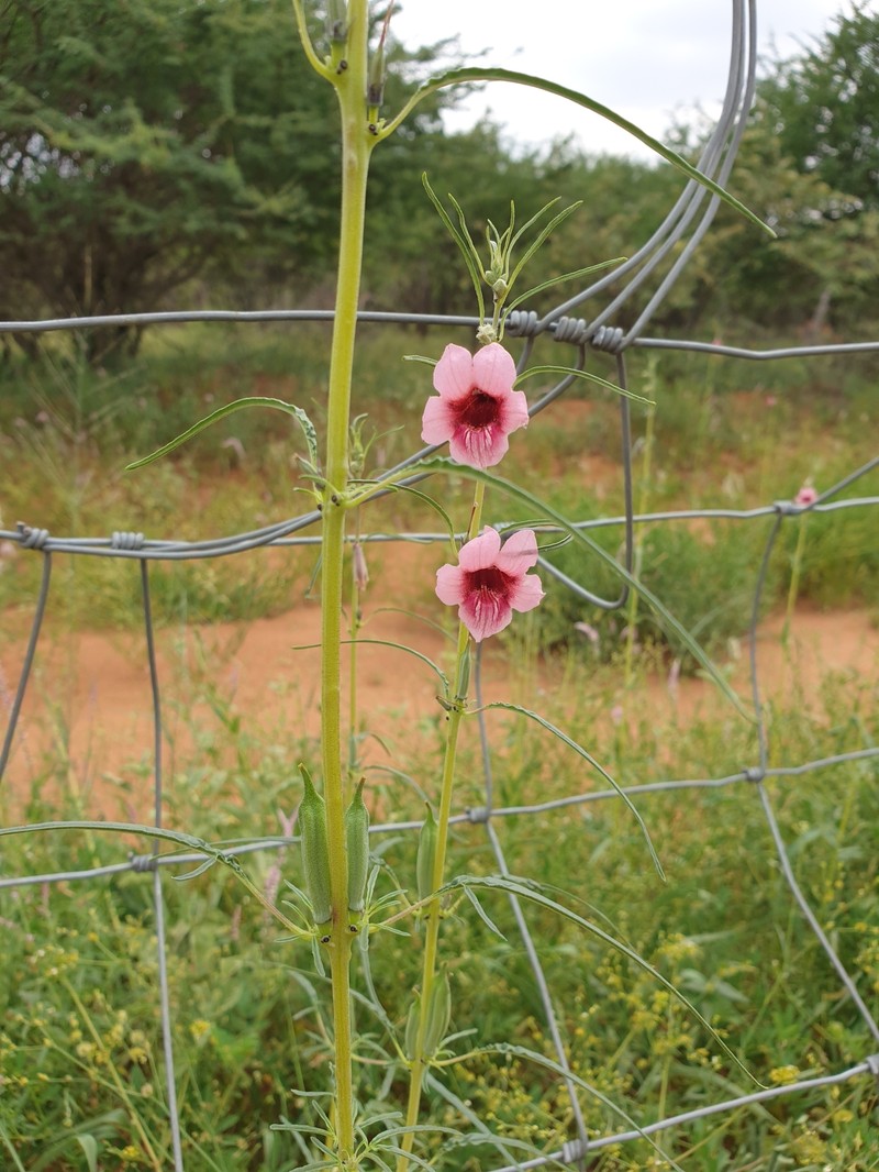 Sesamum triphyllum var. triphyllum photo 3