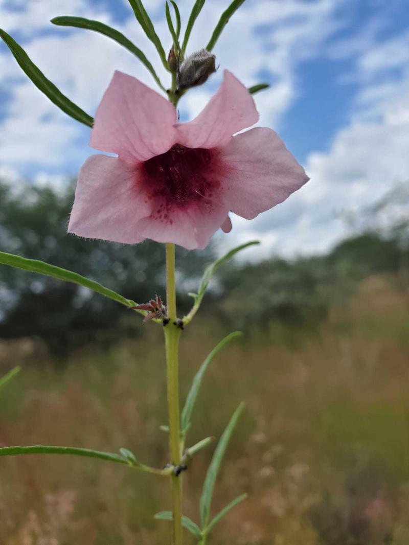 Sesamum triphyllum var. triphyllum photo 4
