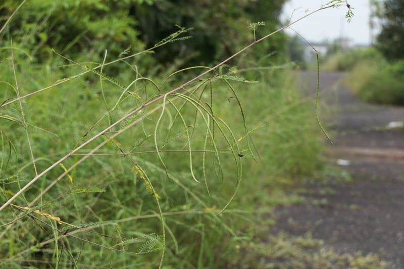 Dunchi Fiber photo 5