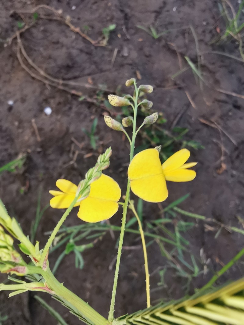 Sesbania bispinosa var. bispinosa