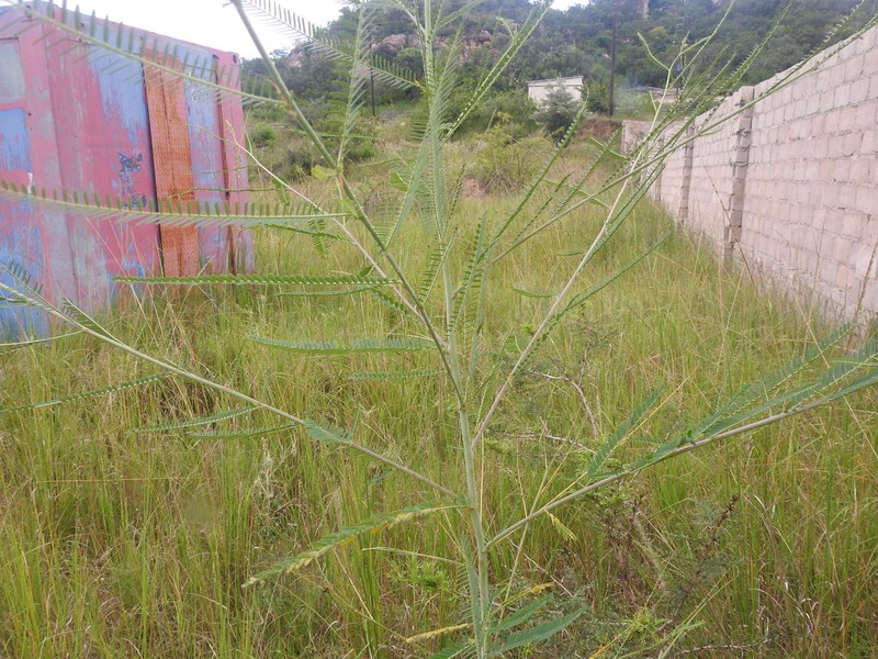 Sesbania bispinosa var. bispinosa photo 2